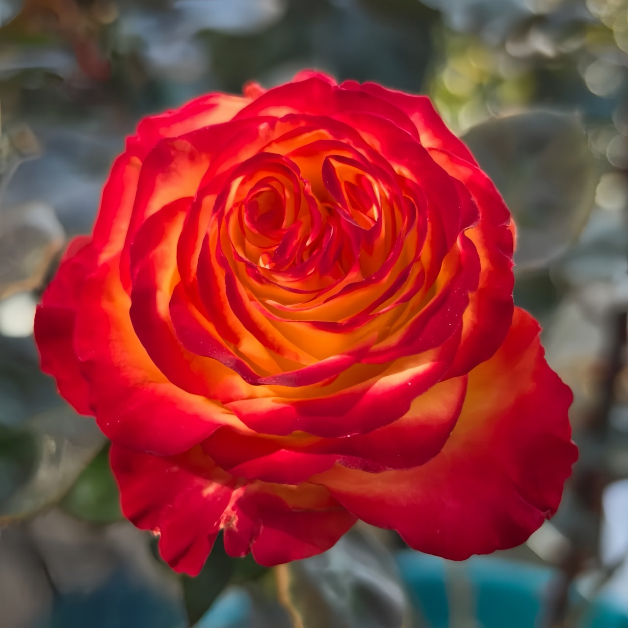Tree Phoenix Tail Roses Phoenix Hairpin Rose Plant|凤凰钗 – Rose_Explosion