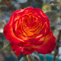 Phoenix Hairpin Rose Plant
