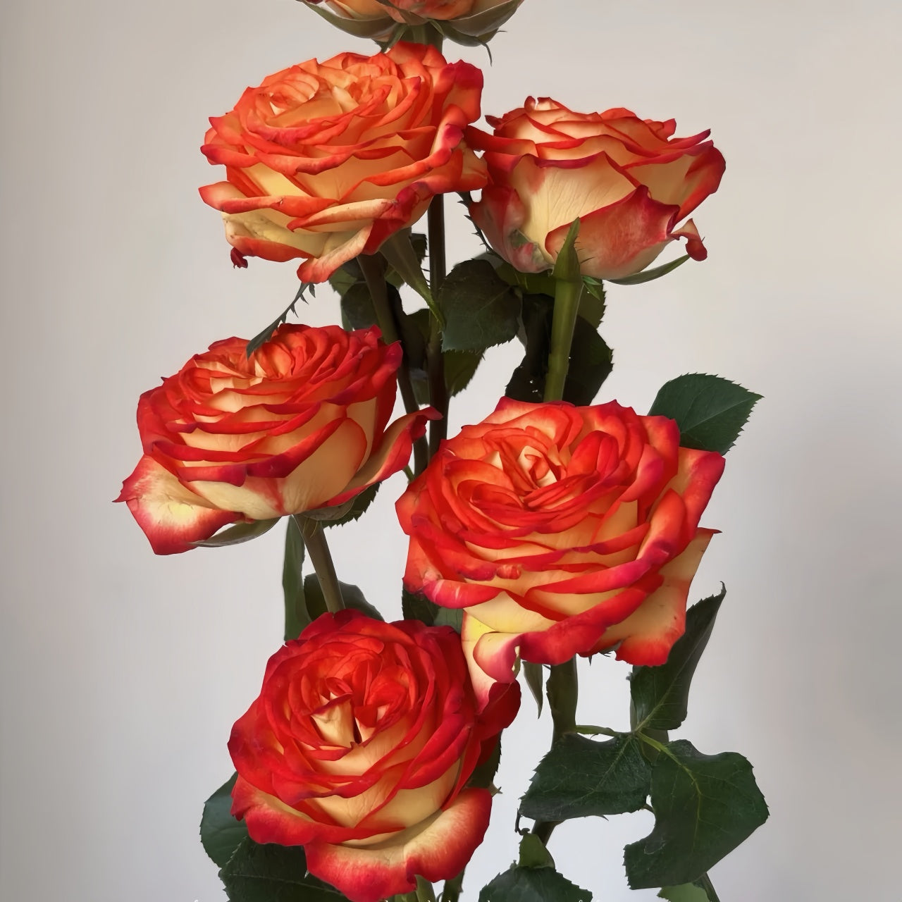 Tree Phoenix Tail Roses Phoenix Hairpin Rose Plant|凤凰钗 – Rose_Explosion