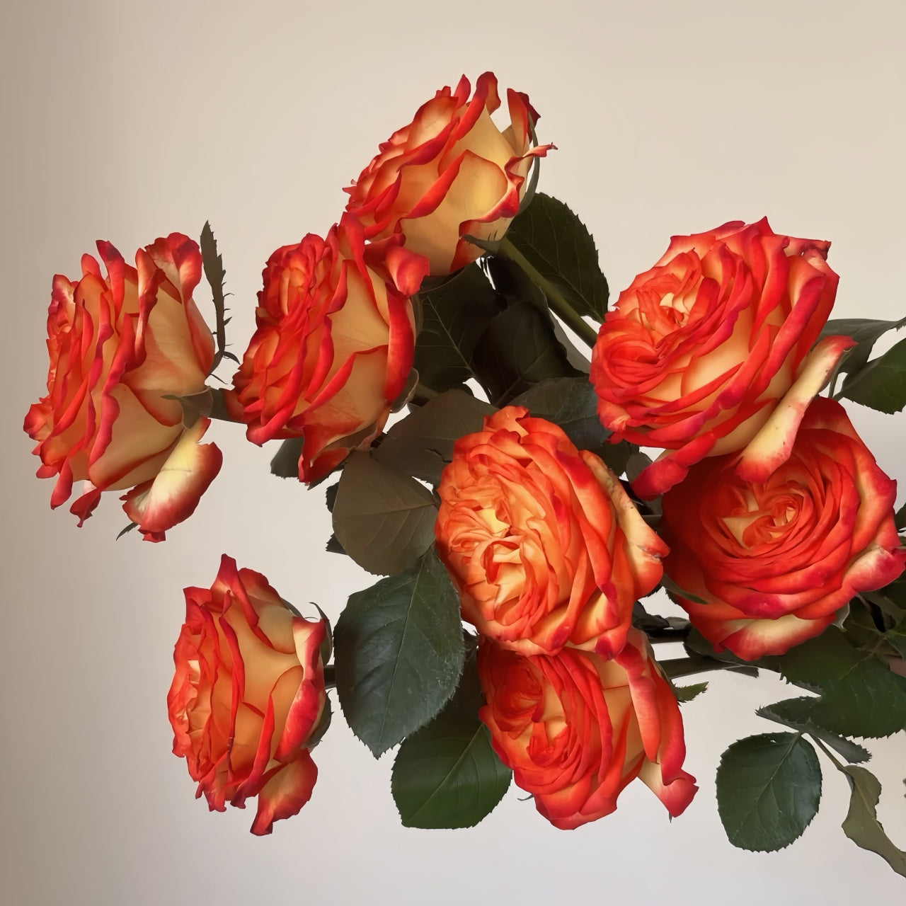Tree Phoenix Tail Roses Phoenix Hairpin Rose Plant|凤凰钗 – Rose_Explosion