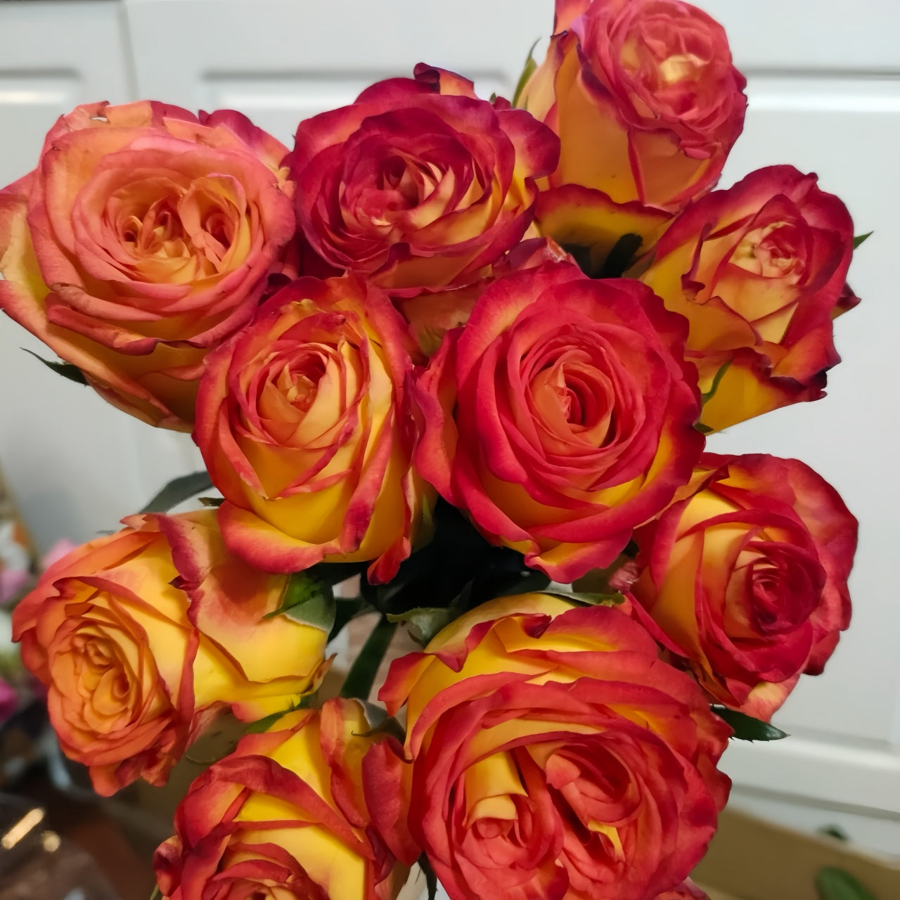 Tree Phoenix Tail Roses Phoenix Hairpin Rose Plant|凤凰钗 – Rose_Explosion