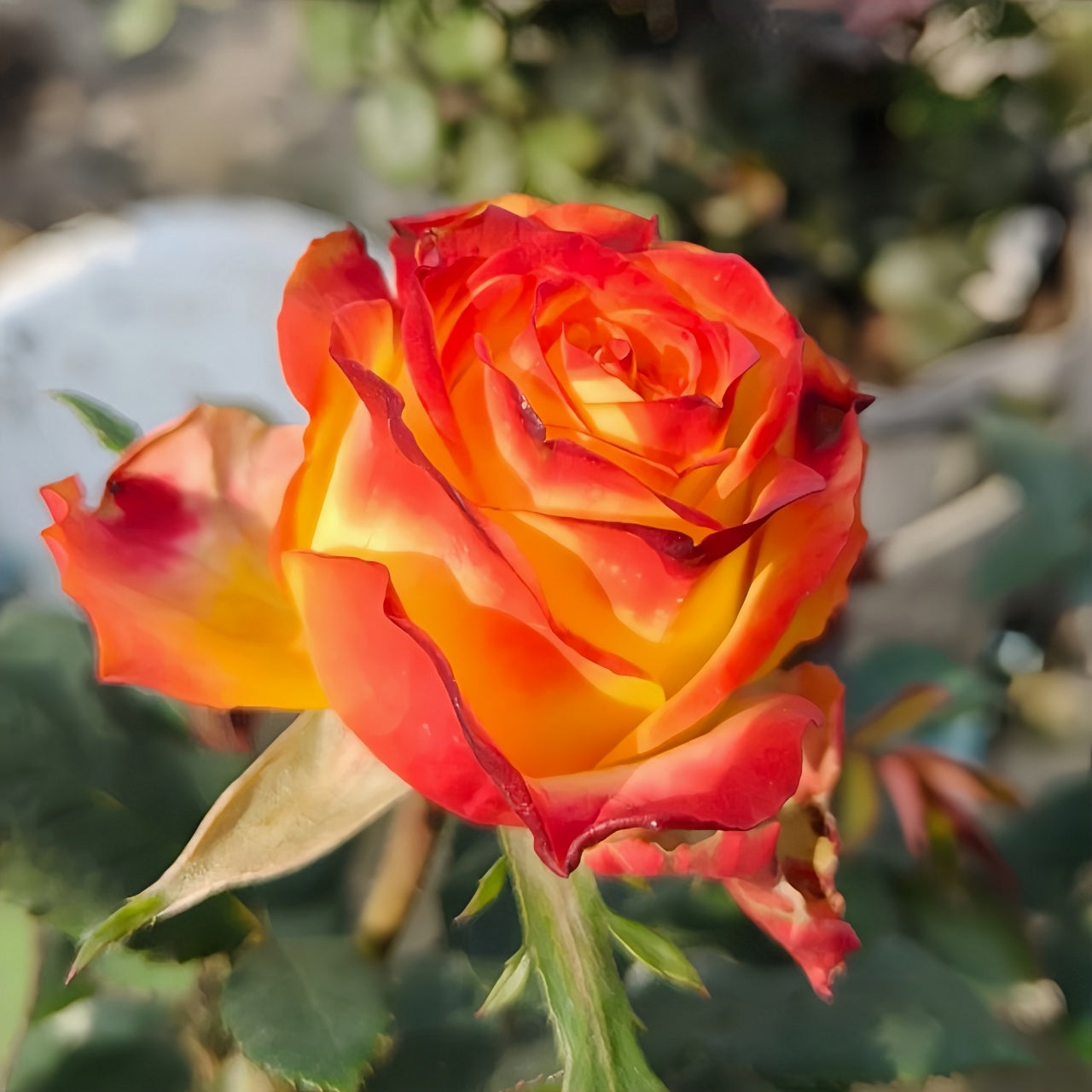 Tree Phoenix Tail Roses Phoenix Hairpin Rose Plant|凤凰钗 – Rose_Explosion