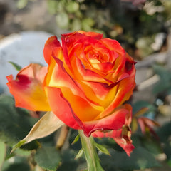 Phoenix Hairpin Rose Plant