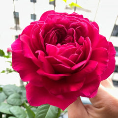 Phoenix Towa Rose
