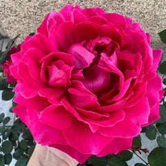 Phoenix Towa Rose