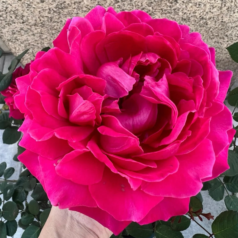 Phoenix Towa Rose