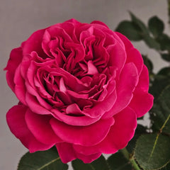Phoenix Towa Rose