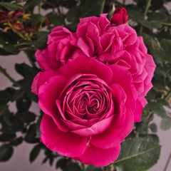 Phoenix Towa Rose