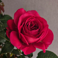 Phoenix Towa Rose