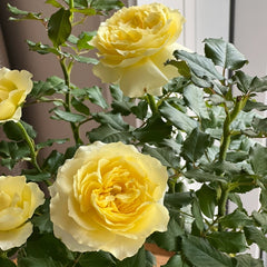 Phytalos Rose Plant