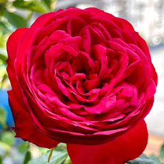 Piano Rose 