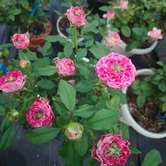 Piccadilly Circus Rose Plant