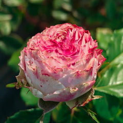 Piccadilly Circus Rose Plant