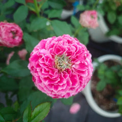 Piccadilly Circus Rose Plant