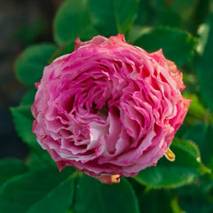 Piccadilly Circus Rose Plant