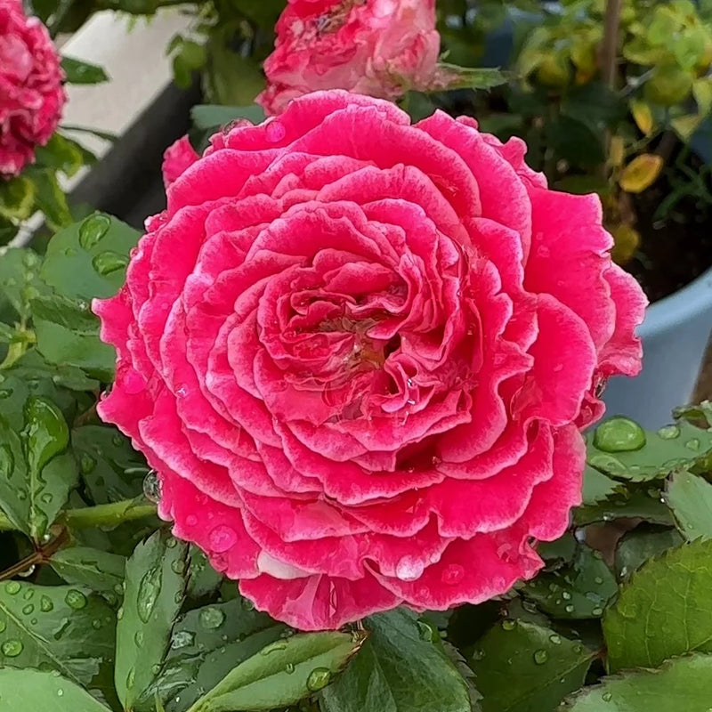 Piccadilly Circus Rose Plant