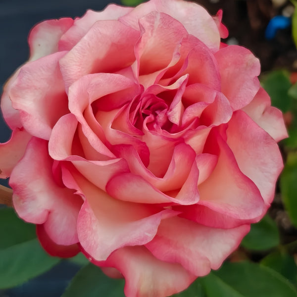 Moab Rose: Desert-Inspired Brown-Cream Rose | Rosaprima® – Rose_Explosion