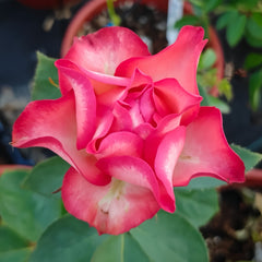Picnic March Rose Plant