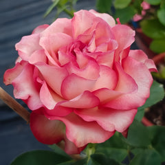 Picnic March Rose Plant