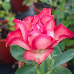 Picnic March Rose Plant