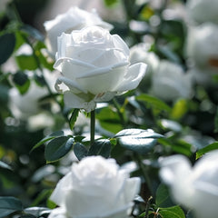 Pierre Arditi Rose Plant