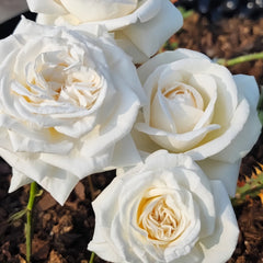 Pierre Arditi Rose Plant