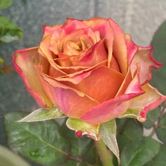 Pimms Rose Plant