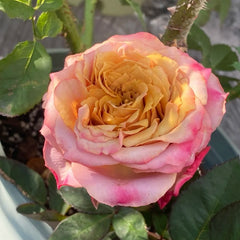 Pimms Rose Plant