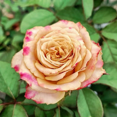 Pimms Rose Plant