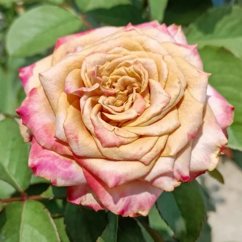 Pimms Rose Plant