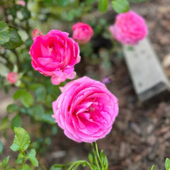 Pink Eden Rose Plant