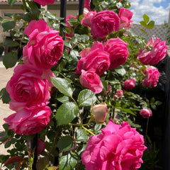 Pink Eden Rose Plant