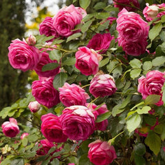 Pink Eden Rose Plant