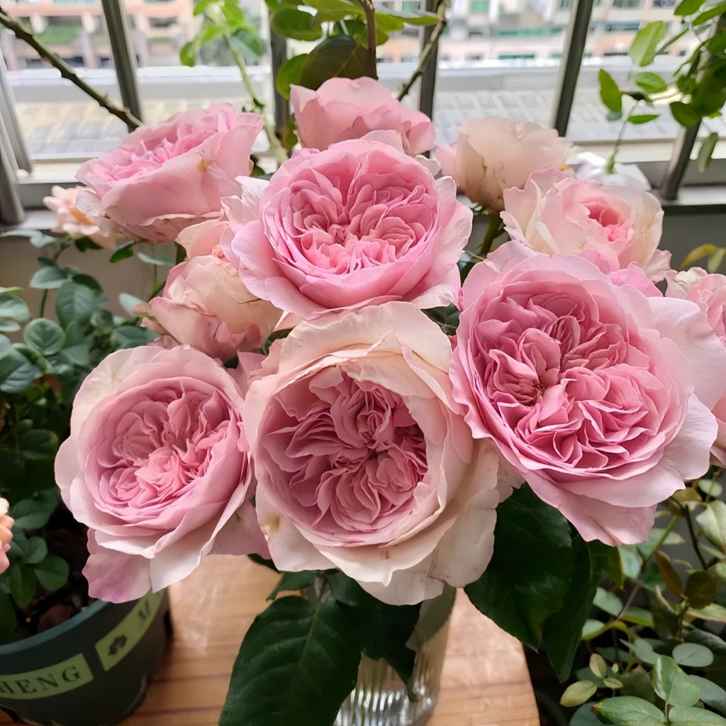 Fragrance Science Roses Pink Fragrance Rose Plant|粉色香水 – Rose_Explosion