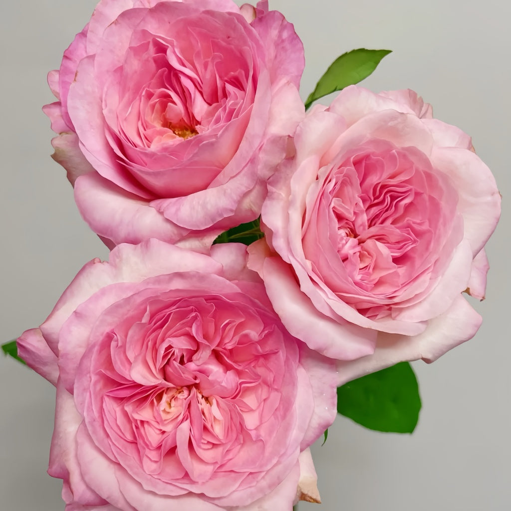 Fragrance Science Roses Pink Fragrance Rose Plant|粉色香水 – Rose_Explosion