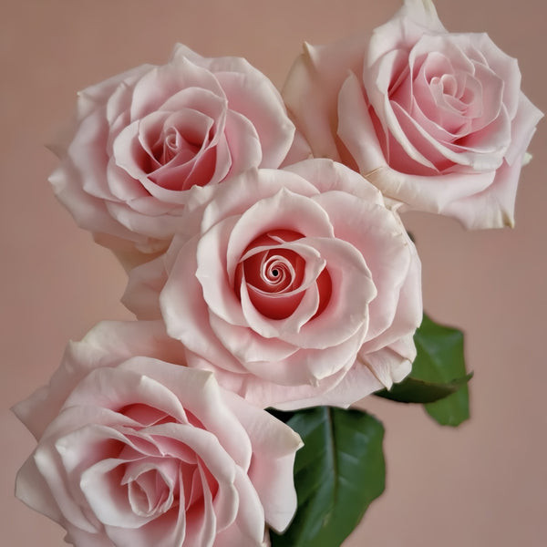 Pink Mondial Rose Plant|粉色梦迪尔