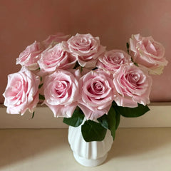 Pink Mondial Rose Plant|粉色梦迪尔
