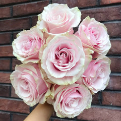 Pink Mondial Rose Plant|粉色梦迪尔
