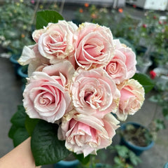 Pink Mondial Rose Plant|粉色梦迪尔