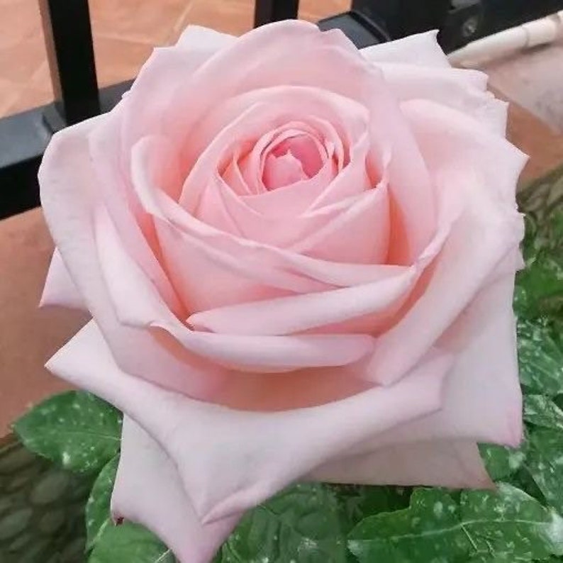 Pink O‘Hara Rose Plant