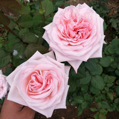 Pink O‘Hara Rose Plant|粉荔枝