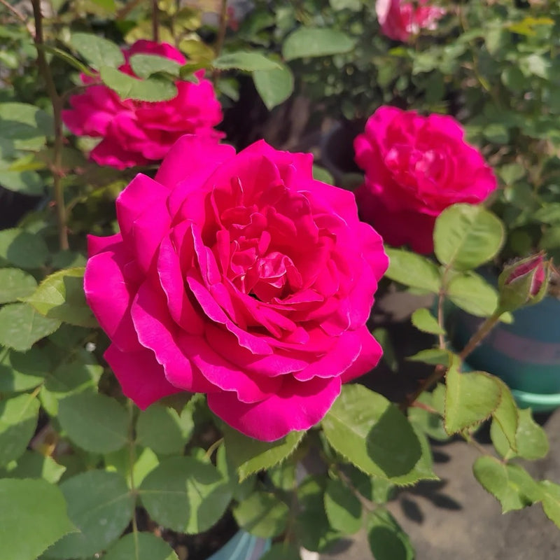 Pink Peace rose