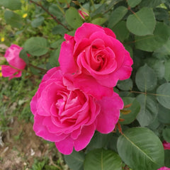 Pink Peace rose