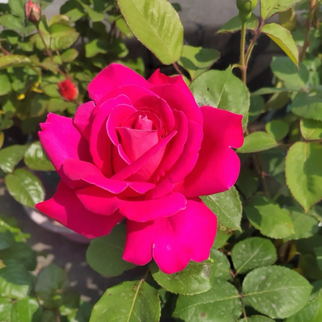 Pink Peace Pink Peace rose plant|粉和平 – Rose_Explosion