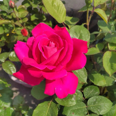 Pink Peace rose