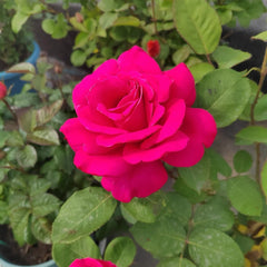 Pink Peace rose
