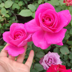 Pink Peace rose