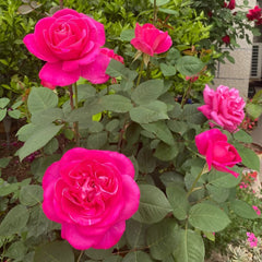 Pink Peace rose
