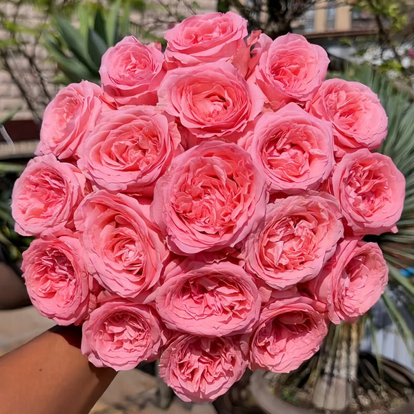 A dense bouquet of vibrant pink roses held by a hand, with a blurred outdoor garden background.