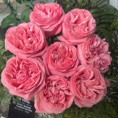 PinkStreetscapeRose